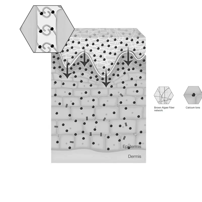 Strengthening of Cell-to-Cell Attachment